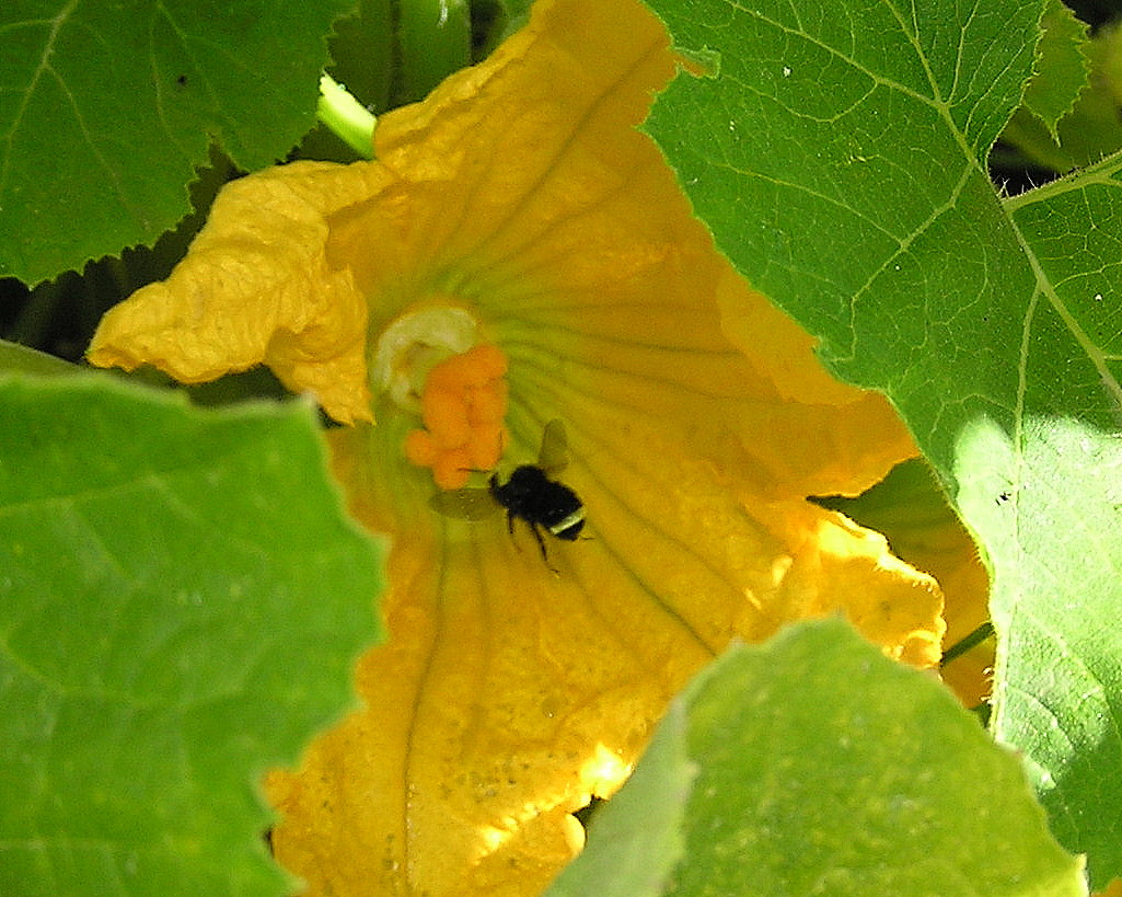 Bee pollinating squash