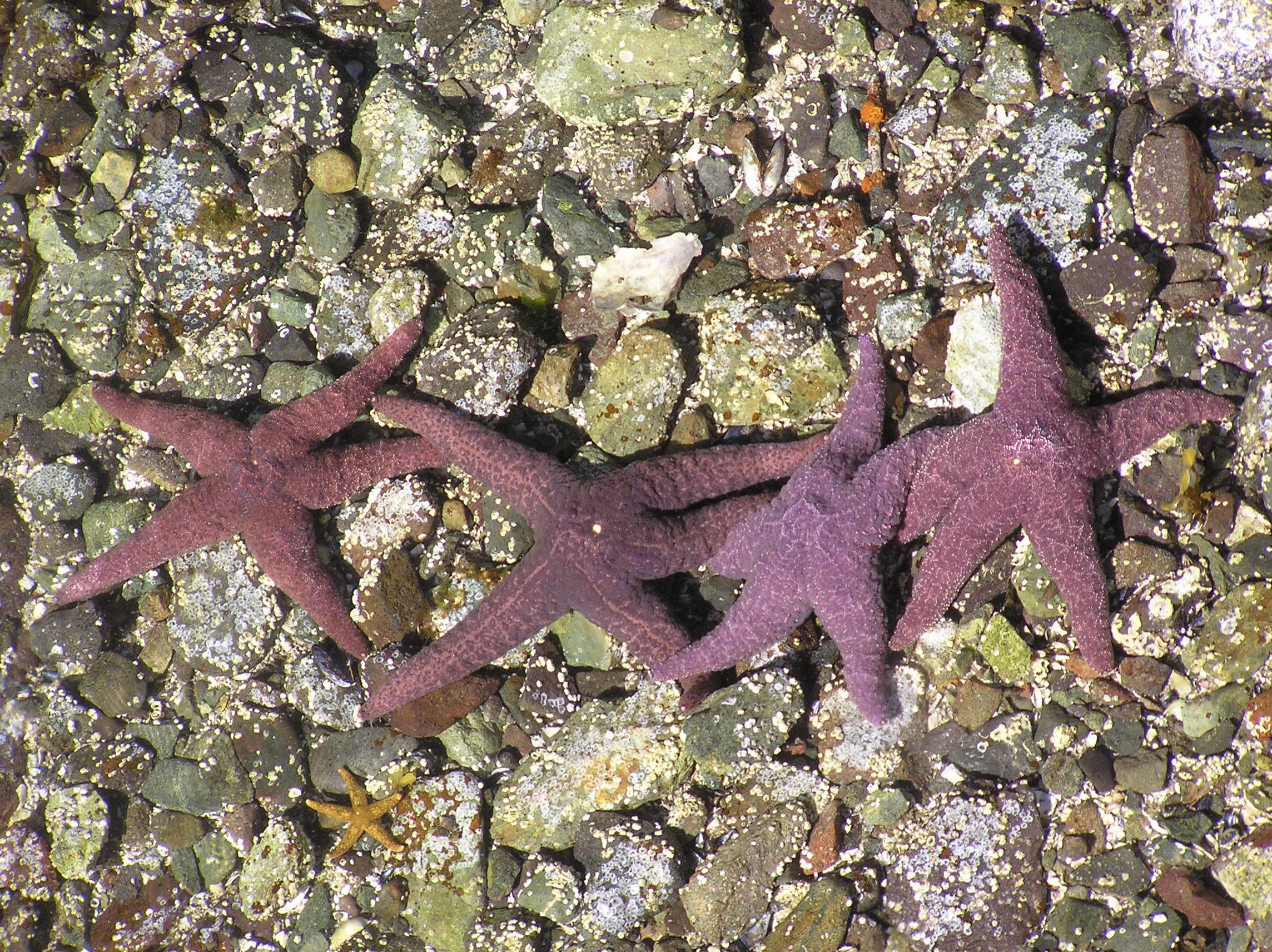 Starfish at Esperanza Canada