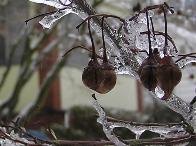 icicles on seeds