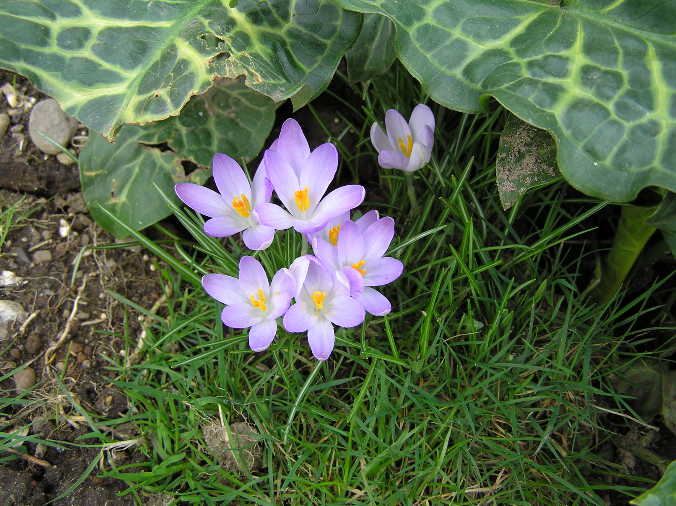 Crocuses - the miracle of spring