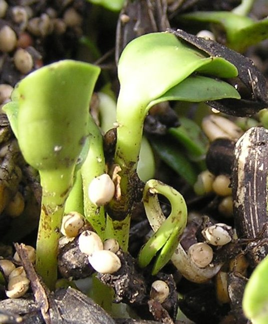 seeds sprout in darkness