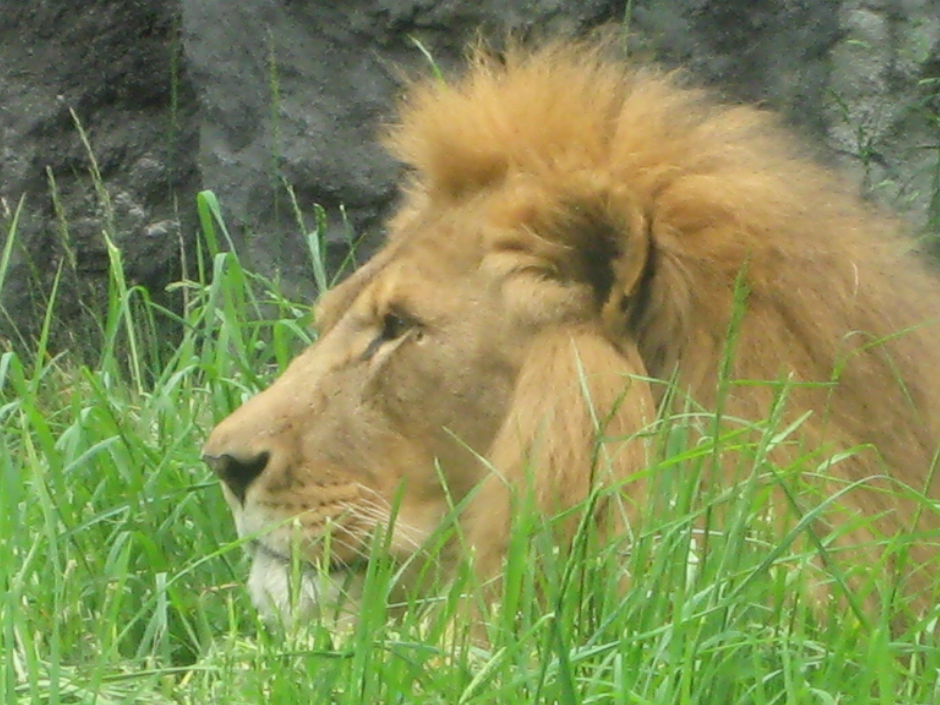 Lion at Seattle Zoo