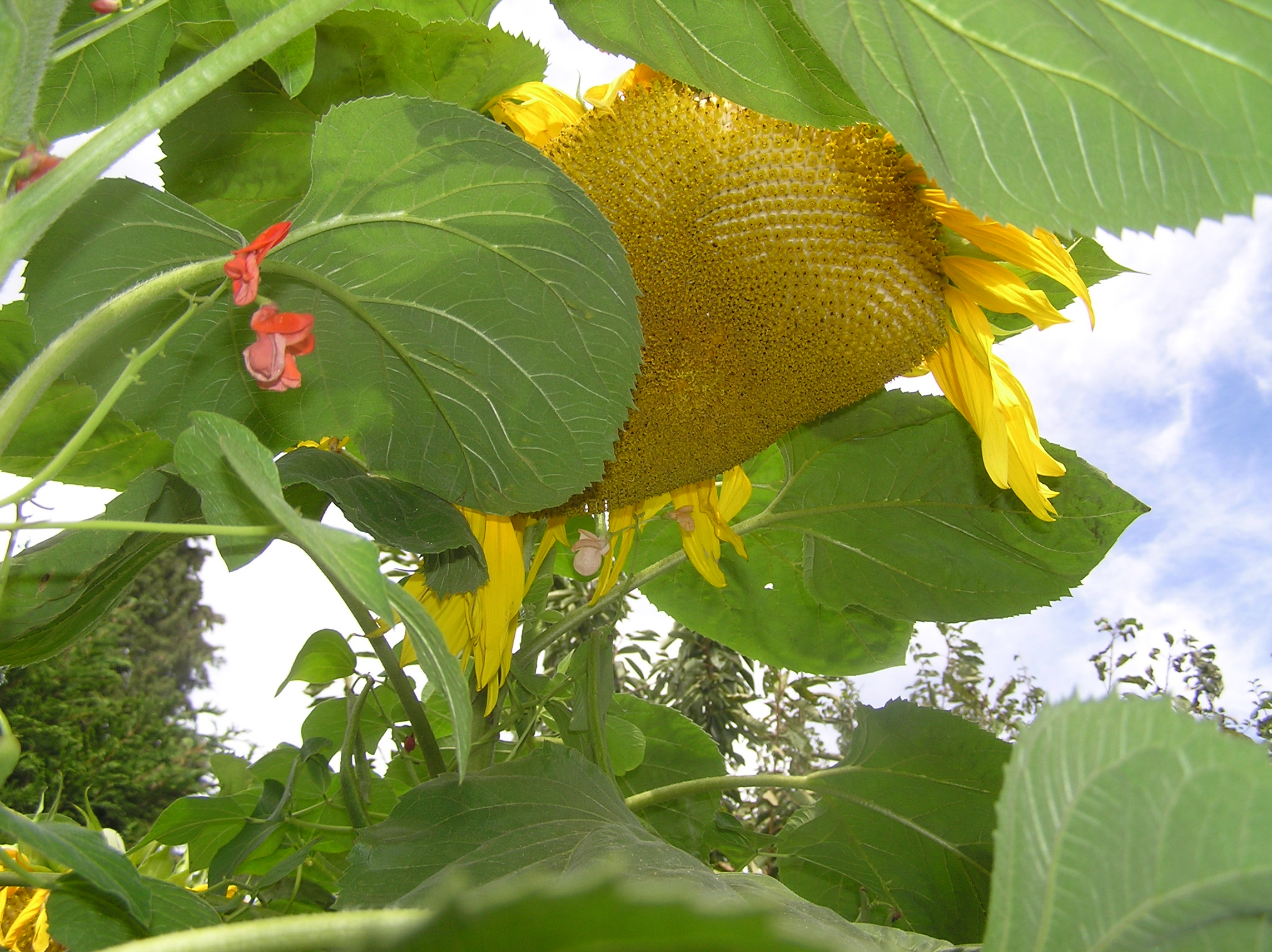 Beans climbing on sunflowers