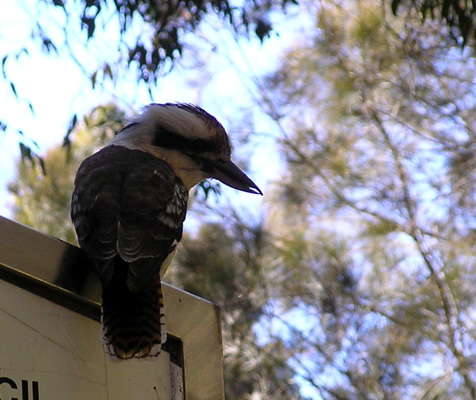 Kookaburra sits on an old gum tree (or anything else)