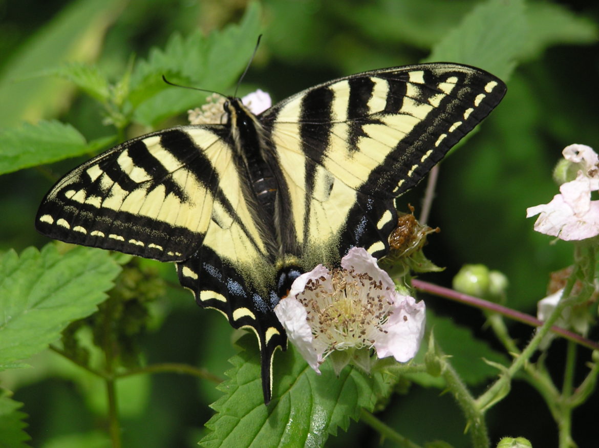 Beautiful Butterfly on blackberries Beautiful Butterfly on blackberries