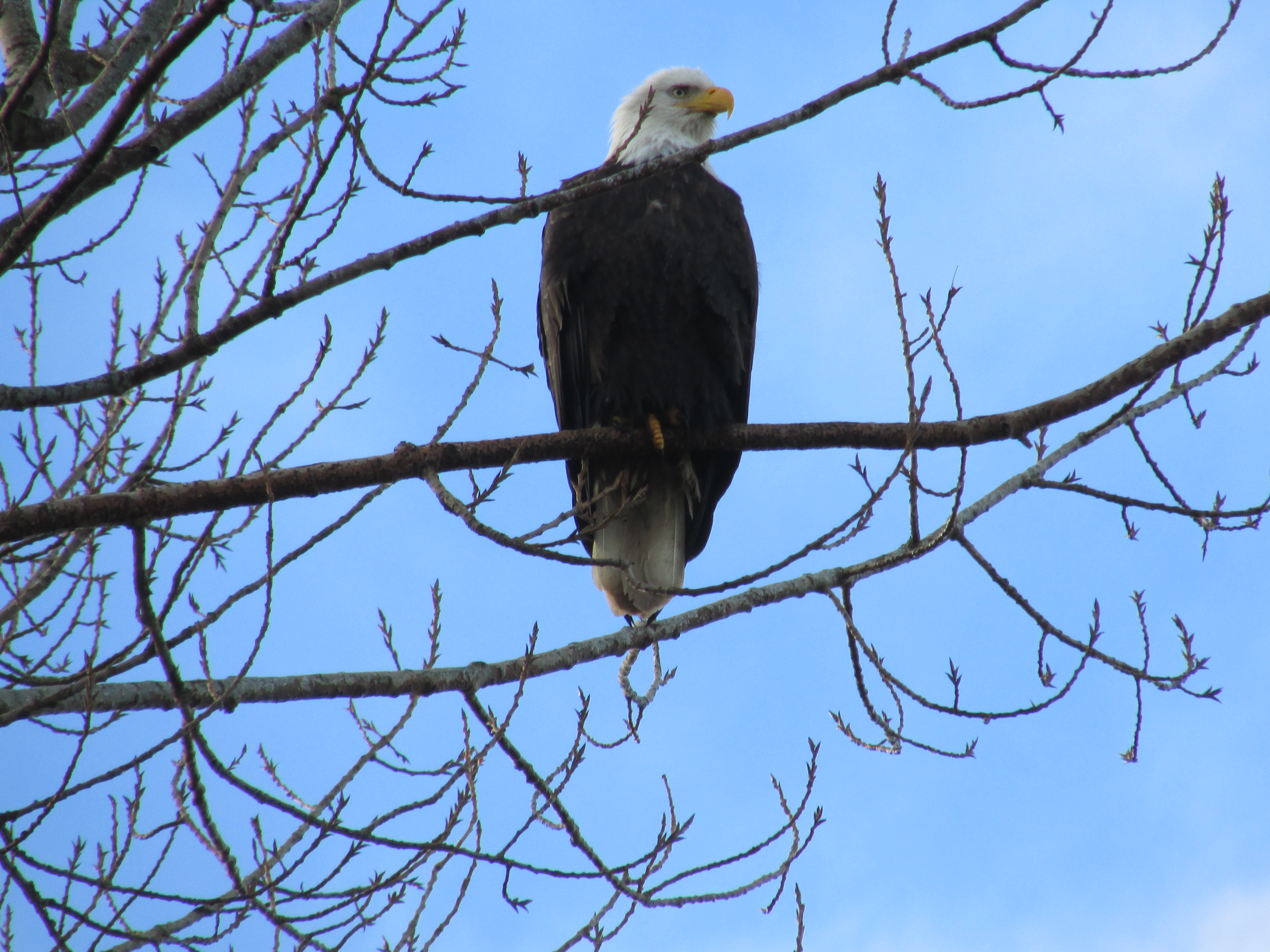 Bald eagle, Tsawwassen B.C.