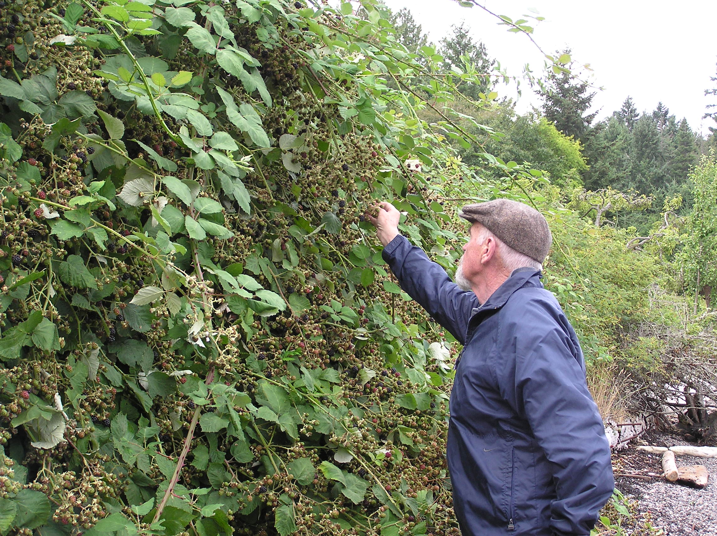 Sampling the blackberries