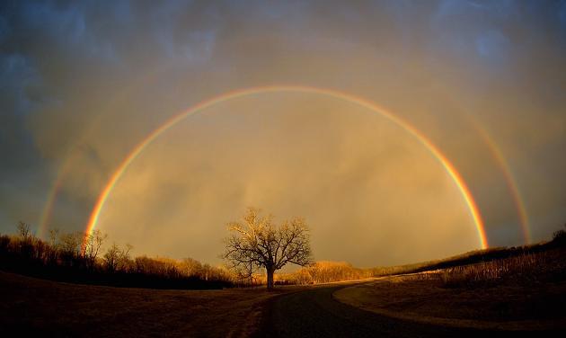 Rainbow tree - posted by Micha Jazz