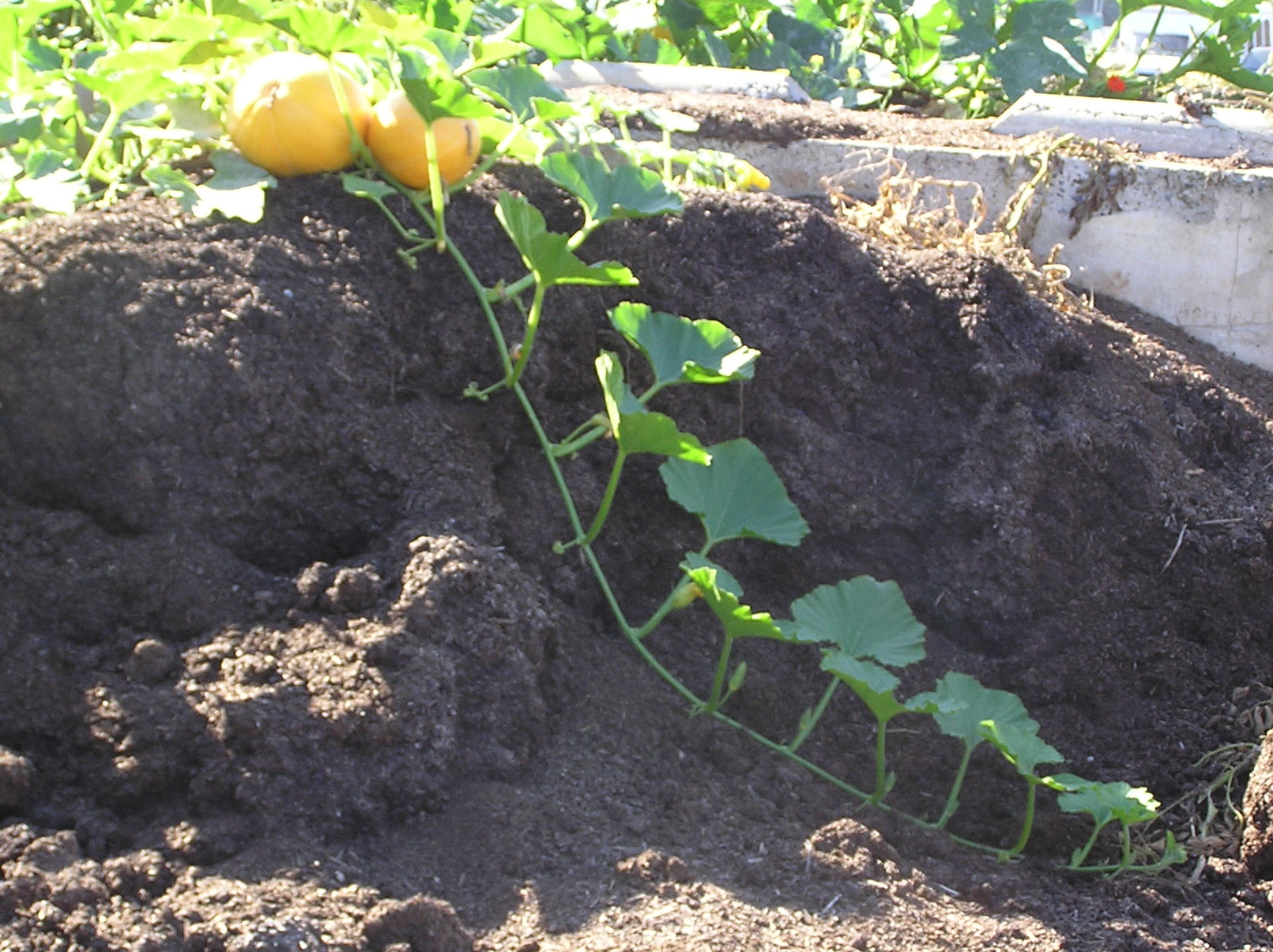 Pumpkin in the compost