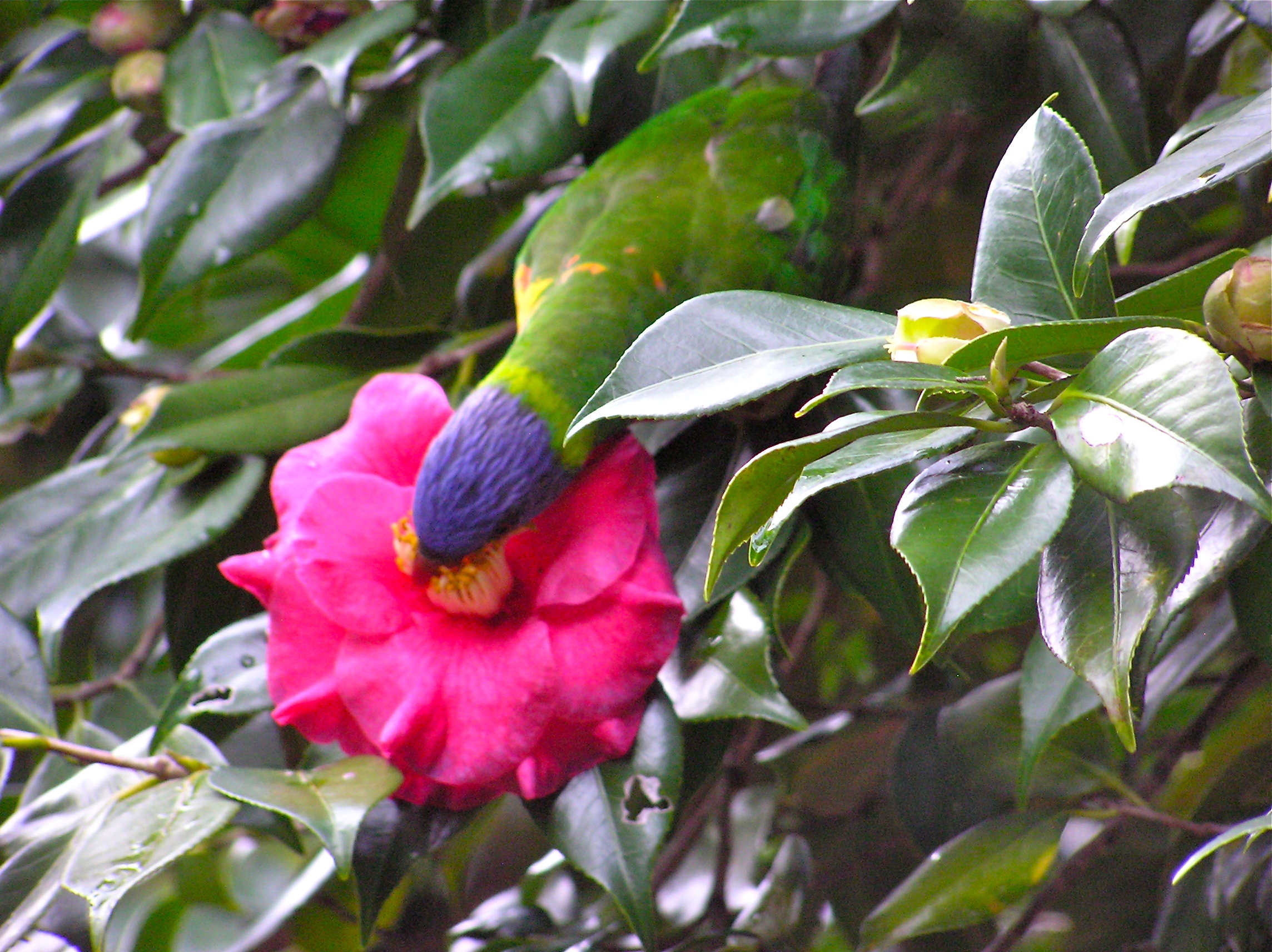 Parrots on camelia