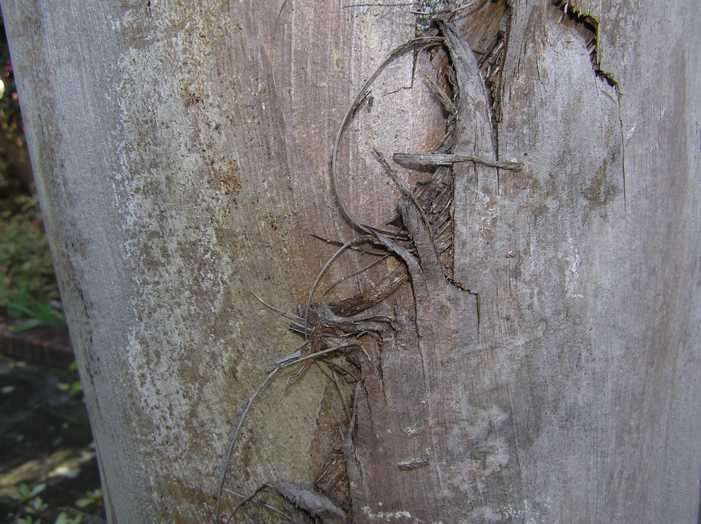 tree bark