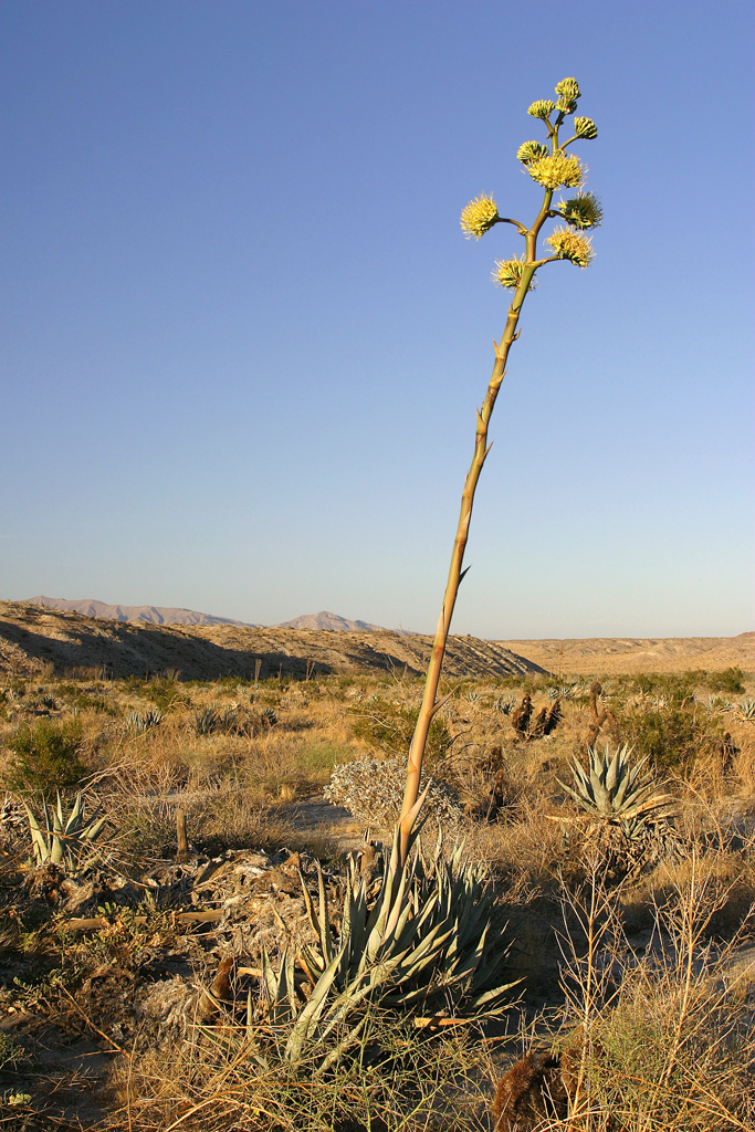 Agave_parryi_in_flower_at_Anza-Borrego