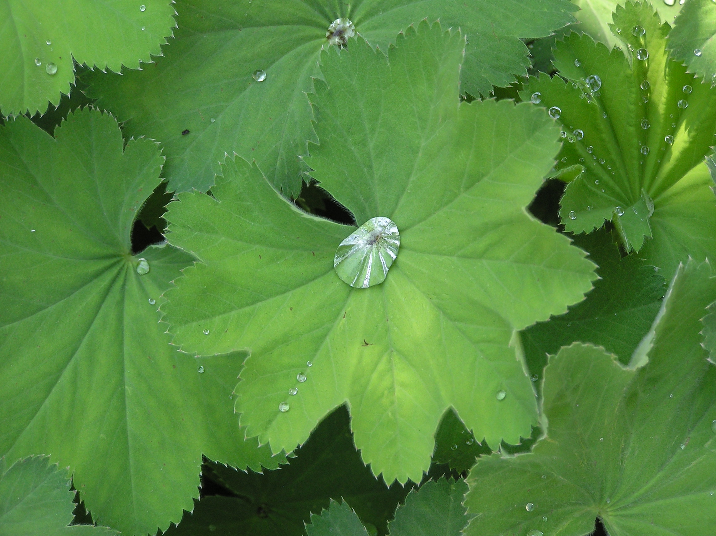 Raindrops on leaf