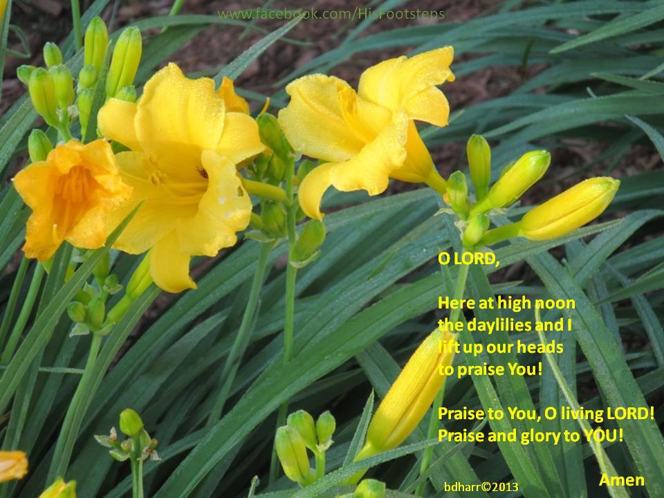 Praying with daylilies