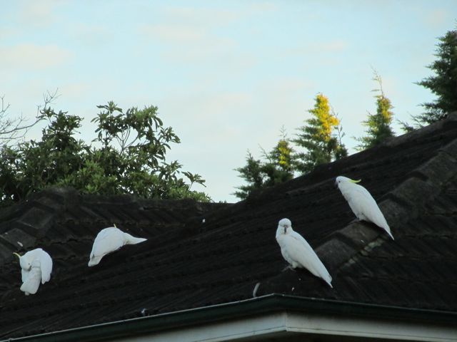 Cockatoos on roof