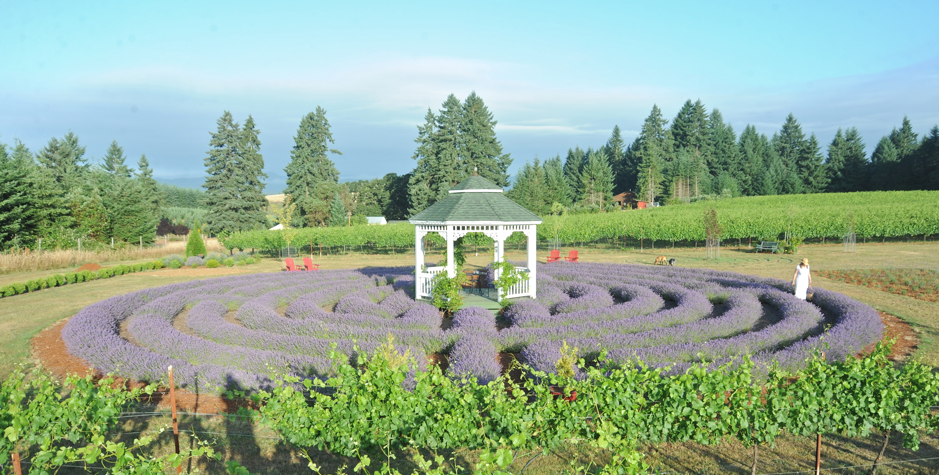 Labyrinth Tebri Vineyards Oregon
