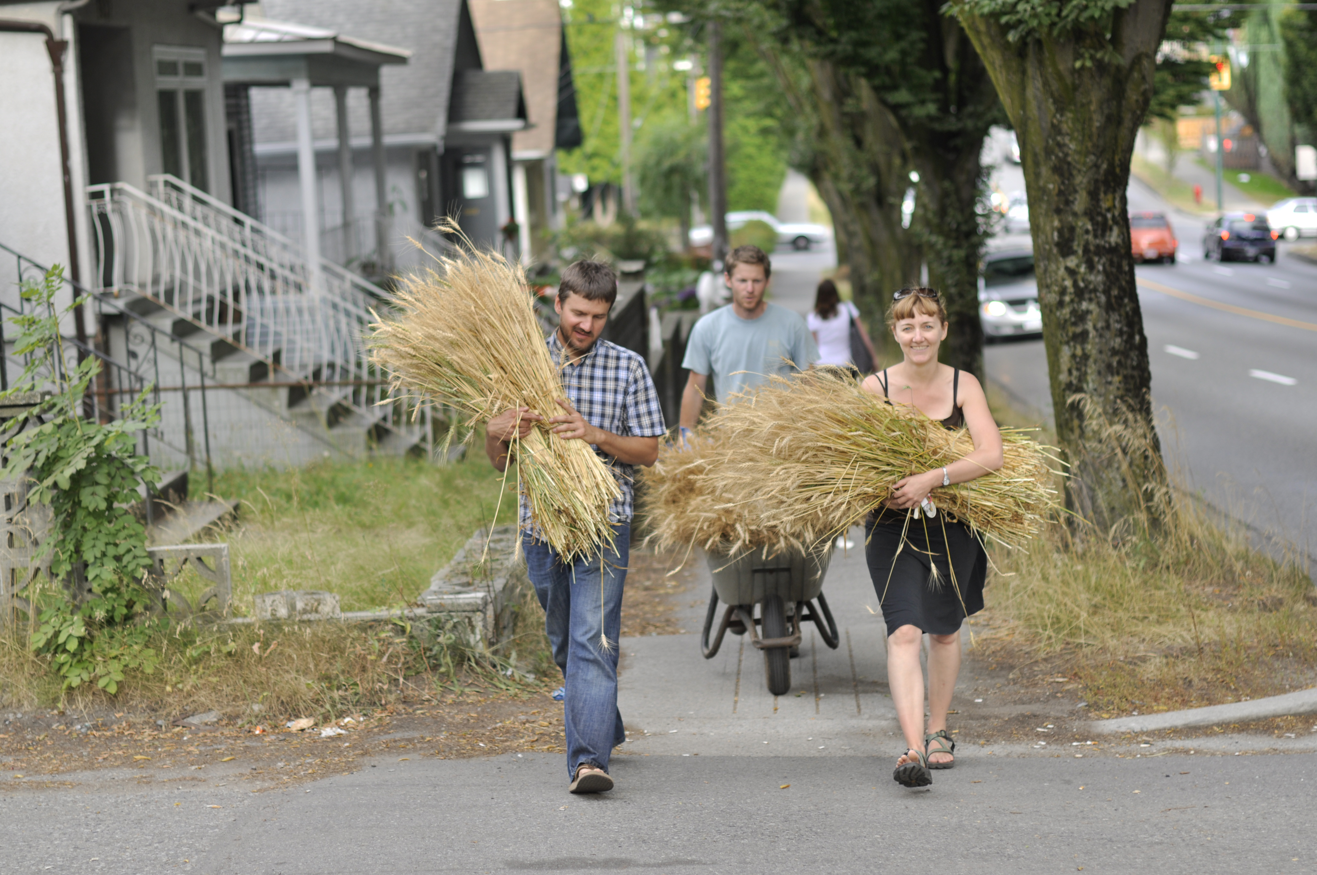 Carrying wheat to church