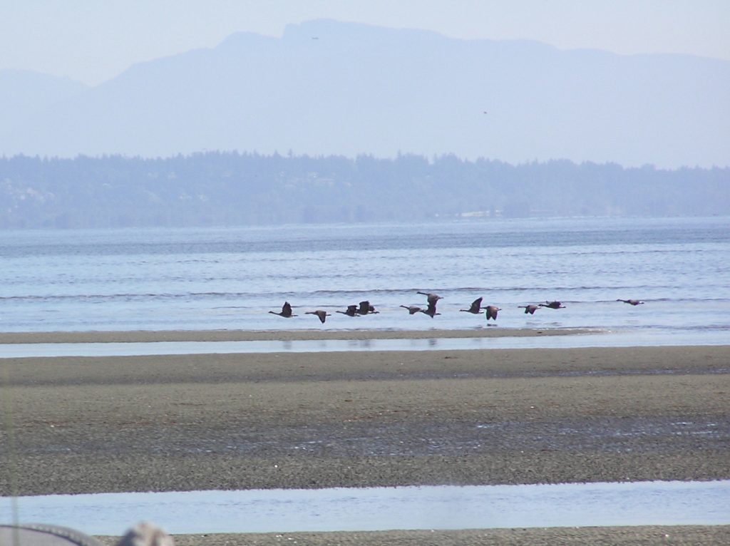 Geese over Delta