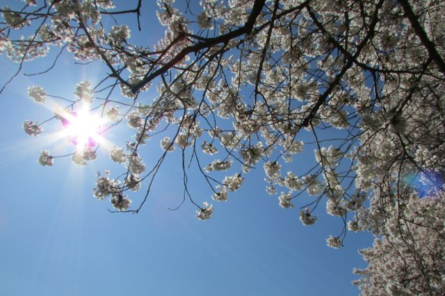Light shining through cherry blossoms