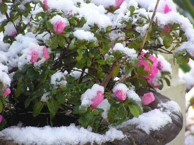 winter flowers