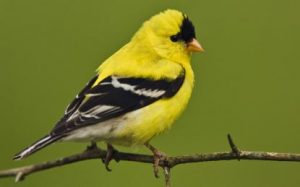 yellow finch