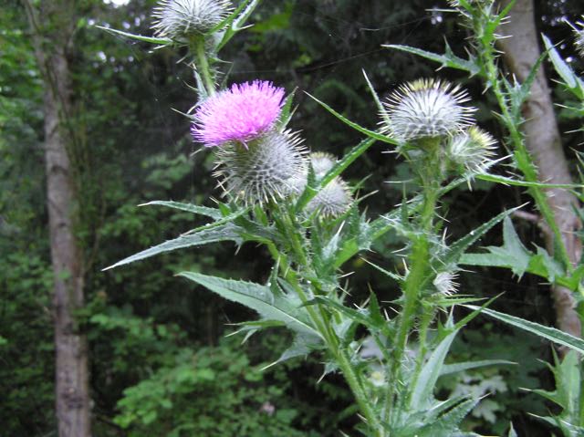 Thistles at MSV