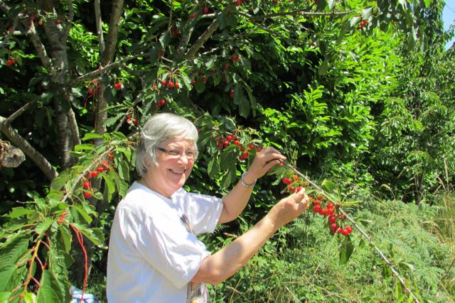 cherry picking