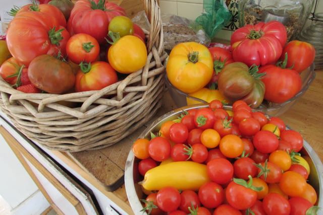 Bumper crop of tomatoes