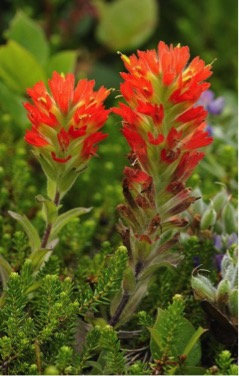 Indian paintbrush