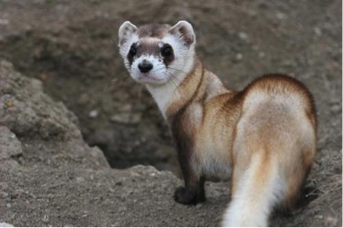 “Blackfooted Ferret” by USFWS Mountain-Prairie. Used with permission. 