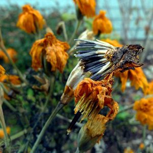 seed.marigold