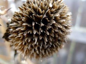 seedless.sunflower