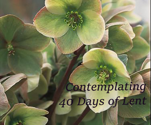 Contemplating 40 Days of Lent