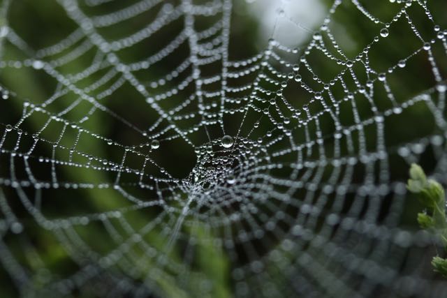 spider-web-with dew