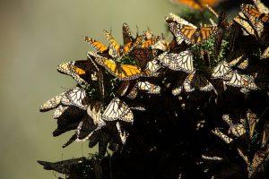 butterflies from pixabay - KDW