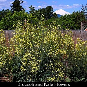 broccoli and kale flowers