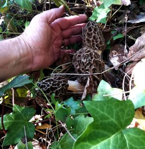 morel mushroom