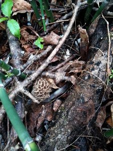 morel.3