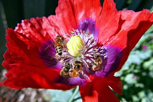 bees on poppy