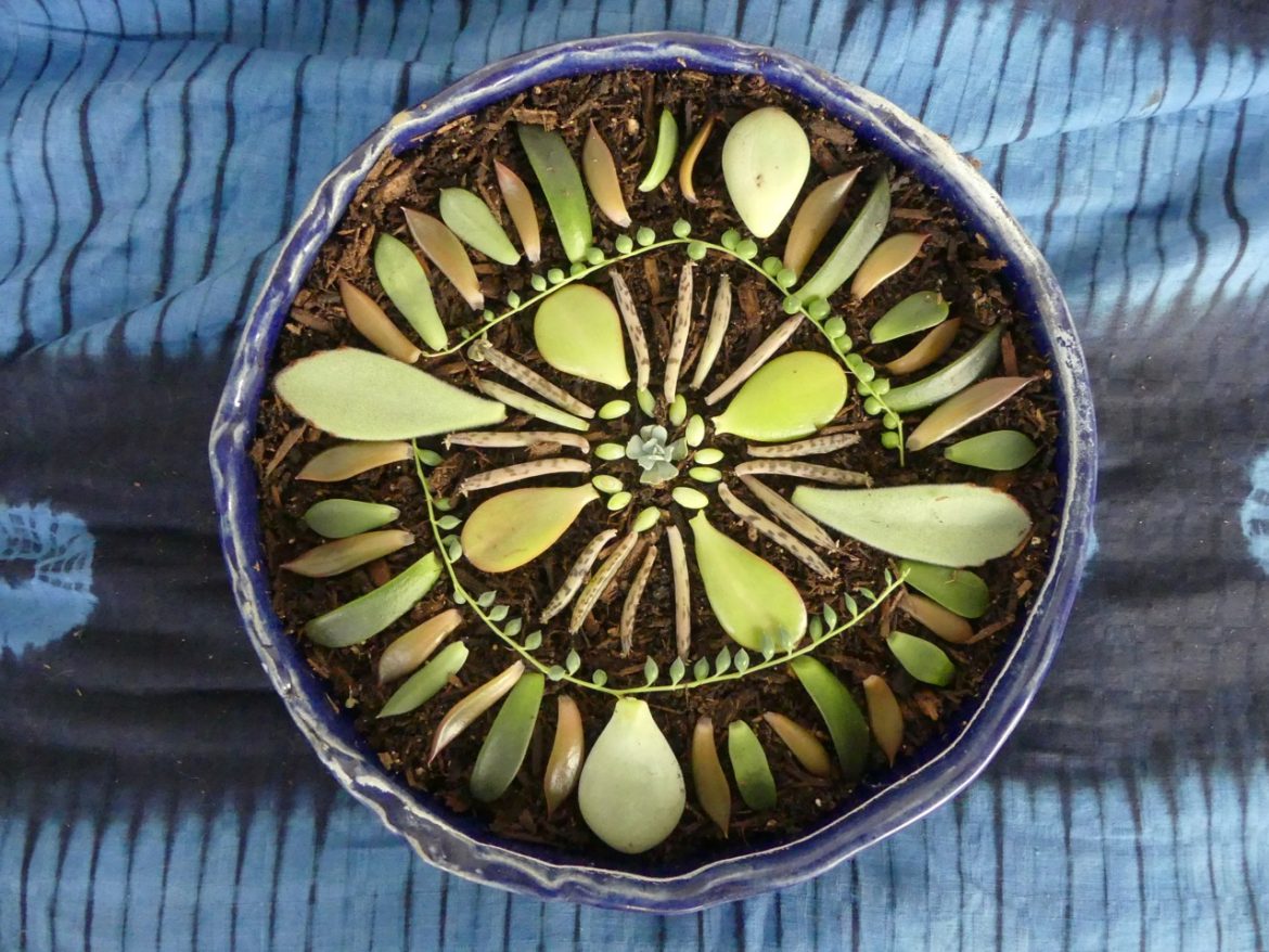 Succulent mandala (1)