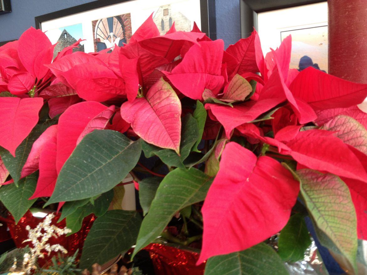 poinsettias