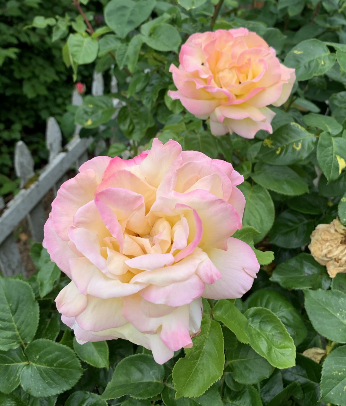 PEACE ROSE