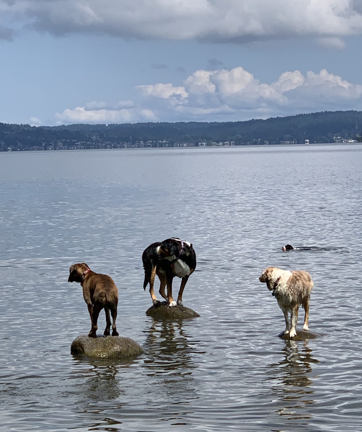 stranded dogs