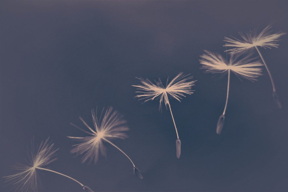 dandelion-4195782_1920