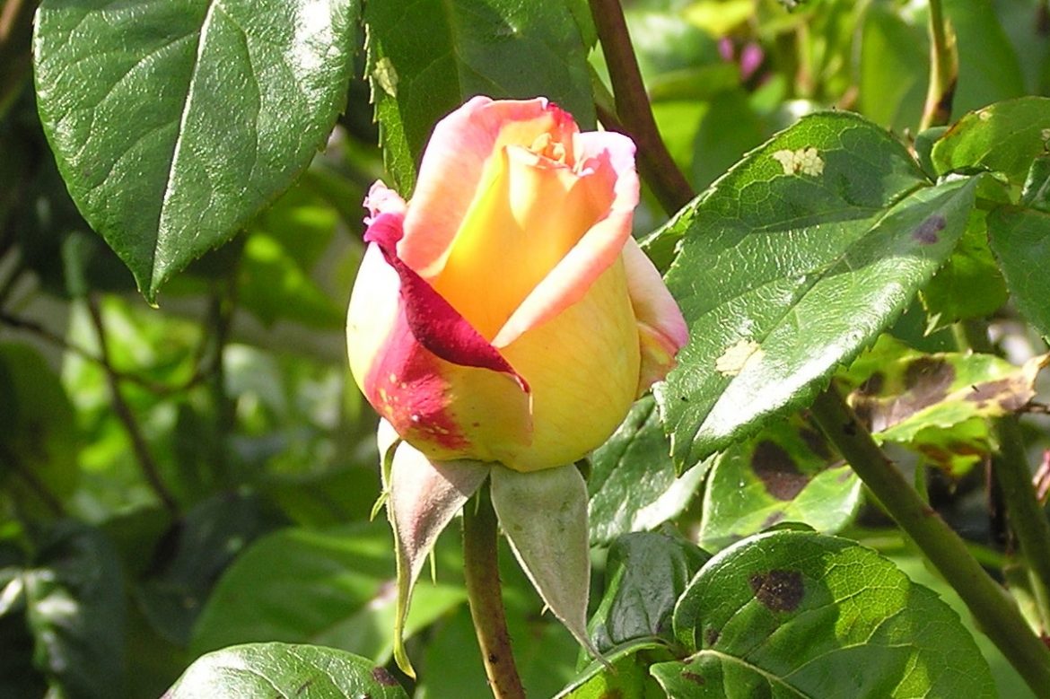 imageedit 28 4539216437