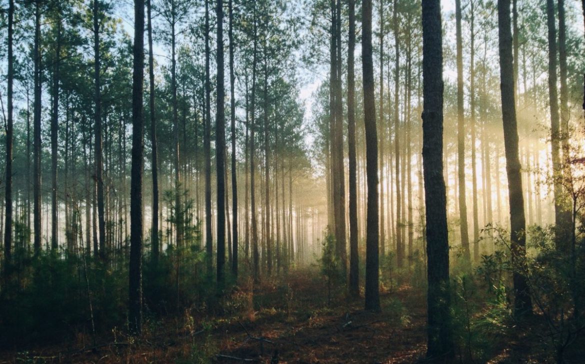 steven kamenar MMJx78V7xS8 unsplash