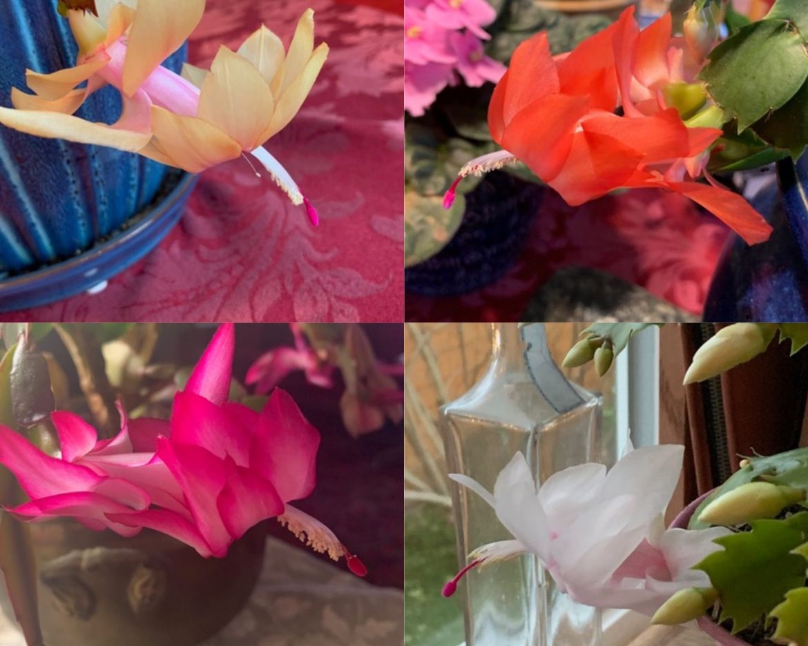 Schlumbergera collage - Christine Sine