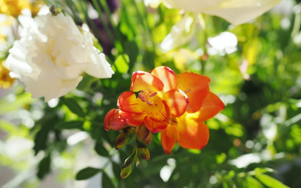 amelie niklas ohlrogge kMQ9daMUtLM unsplash