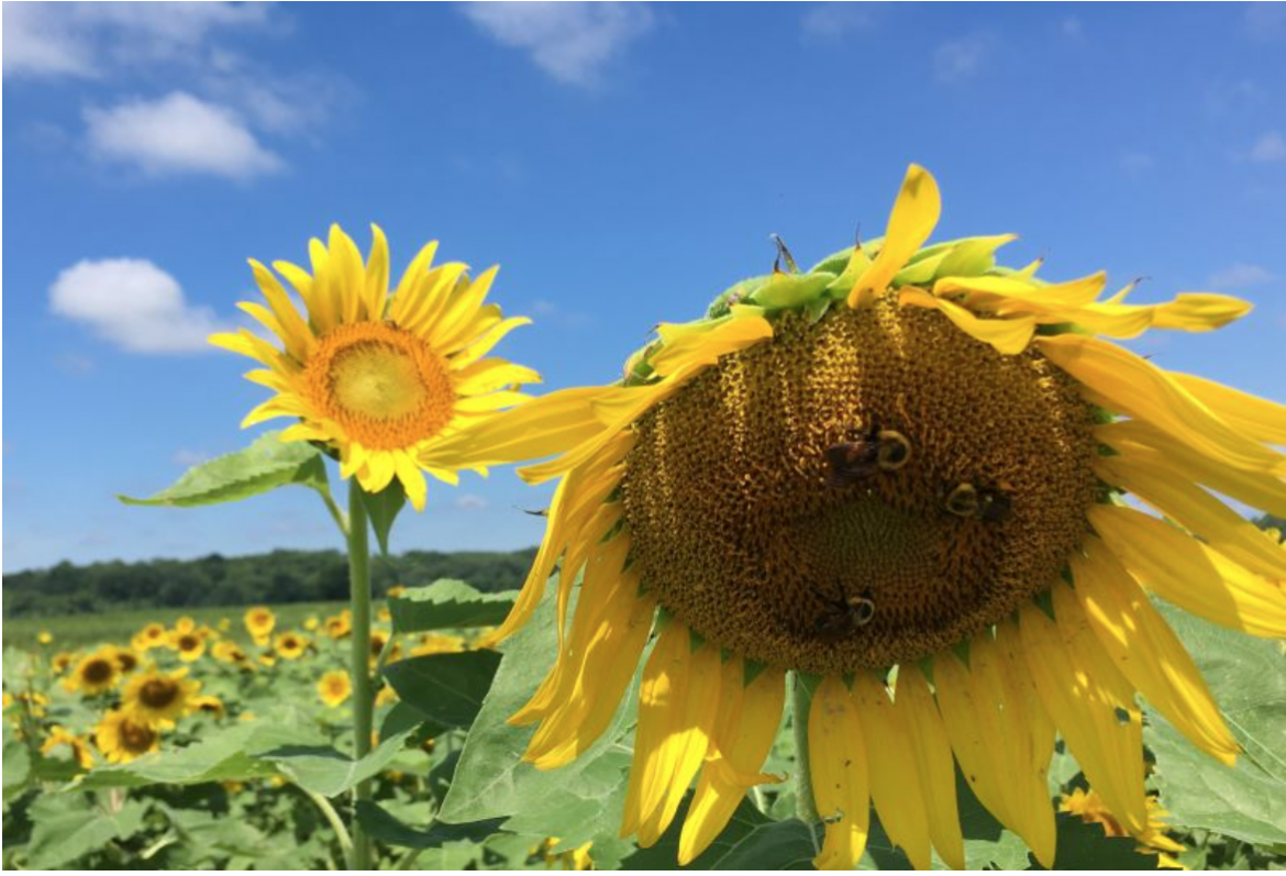 Spiritual discipline of helping the earth