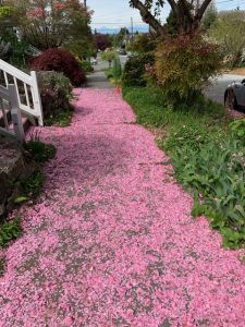 Pathway covered with cherry blossoms